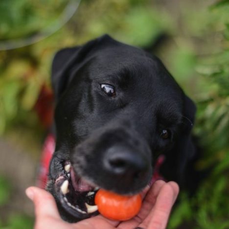 Tuingereedschapshop.nl: De Perfecte Bestemming voor Tuinliefhebbers