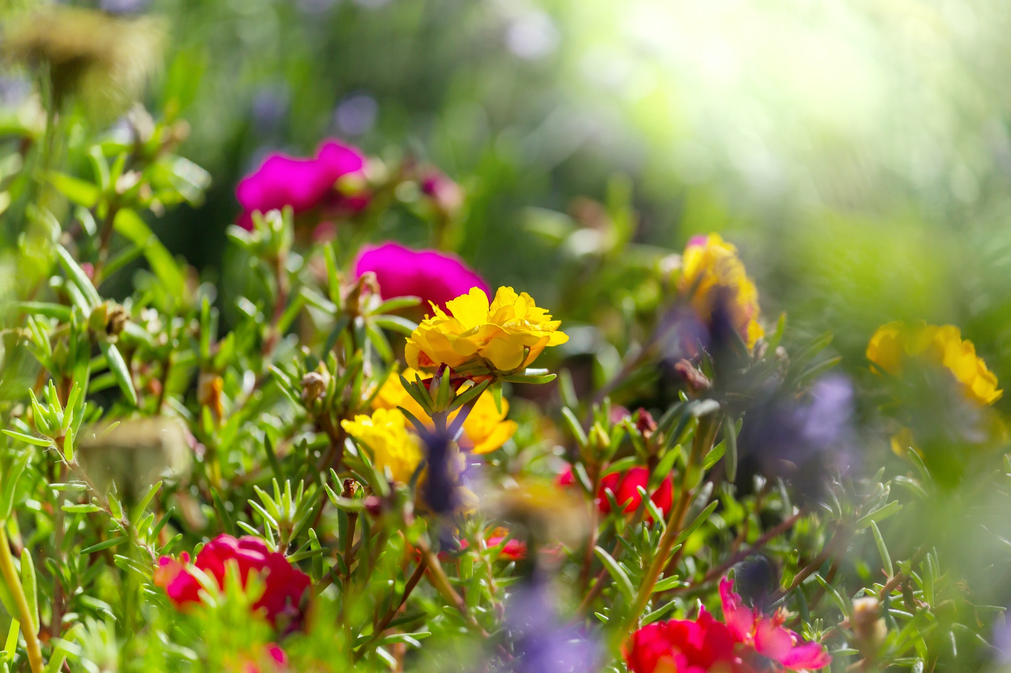 Flowers in garden