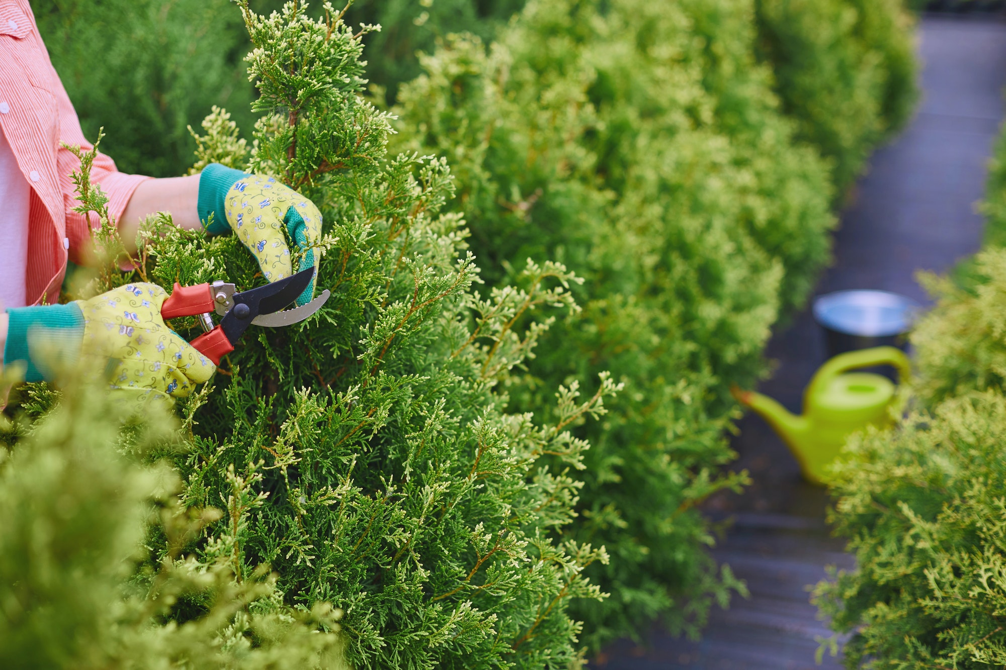 Hoe u de beste tuinplanten voor uw tuin kiest?