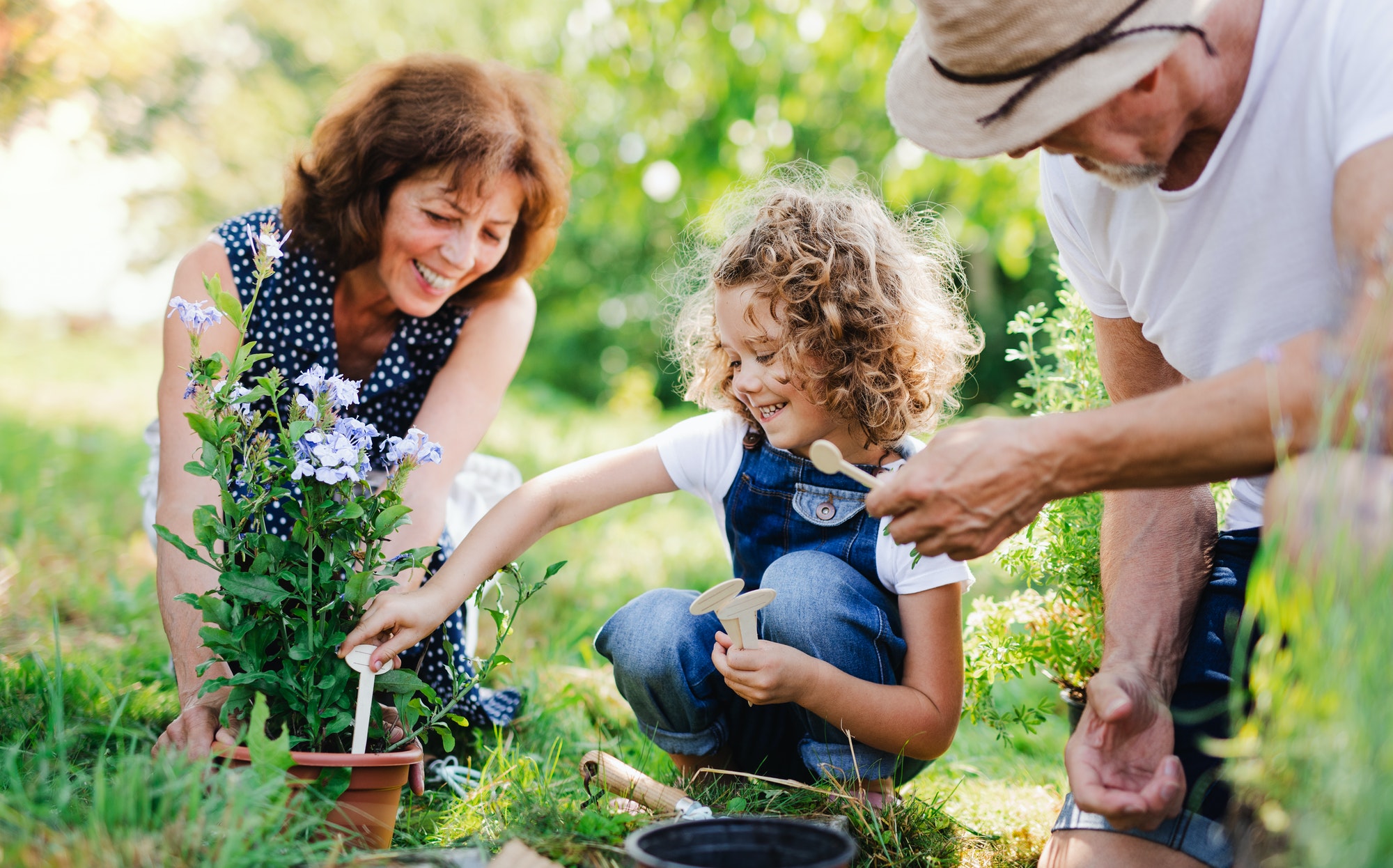 Senior grandparents and granddaughter gardening in the backyard garden