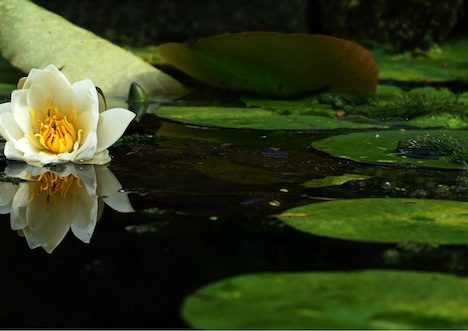 Zeg het met bloemen: De voordelen van boeketbezorging