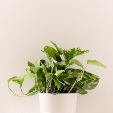 Blond Amsterdam Kerst en Decoris Kerst: Feestelijke Sfeer met Stijl en Karakter