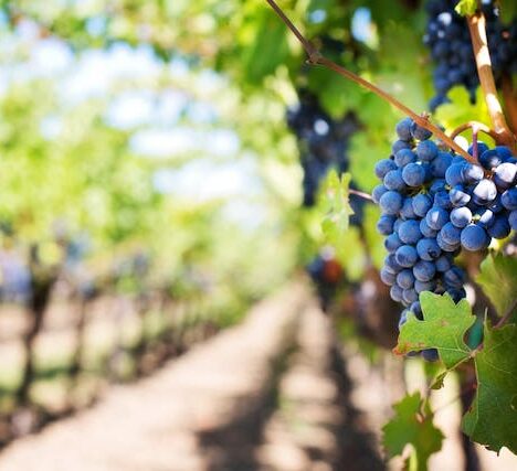 Tuincentra en Aveve: Groen Genieten met Passie en Vakmanschap