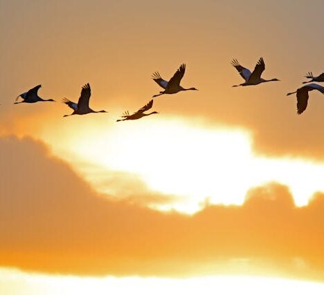 Vijverbakken kopen: De kracht van een cortenstaal vijverrand in je tuin