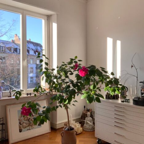 Vlinderstruik en Bloembollen: Een Kleurrijke en Levendige Tuin